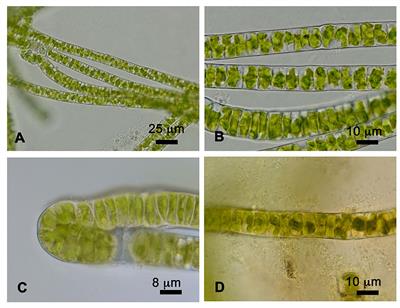 Characterization of the far-red light absorbing light-harvesting chlorophyll a/b binding complex, a derivative of the distinctive Lhca gene family in green algae